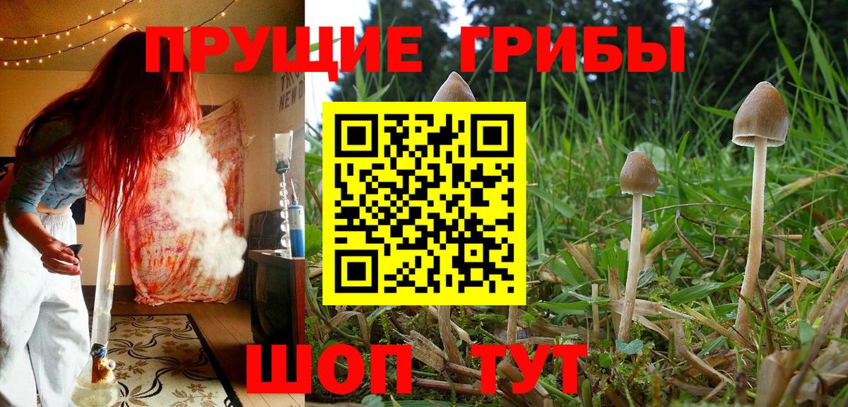Волхов  Галлюциногенные грибы Cubensis  Вход с VPN  Псилоцибиновые грибы Psilocybe 